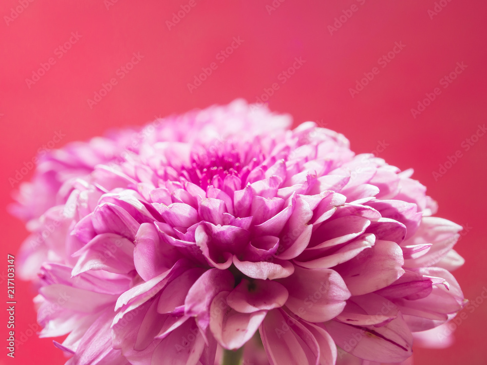 chrysanthemum chrysanthemum