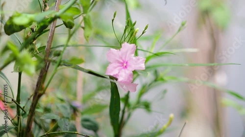 Pink flower macro. photo