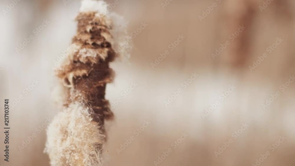 A simple rack-focus shot of cattails blowing in the snow by a winter wind with a pond in the background. 1080p resolution. Shot at 60 fps then slowed down to 24 fps and graded minimally. A simple rack-focus shot of cattails blowing in the snow by a winter wind with a pond in the background. 1080p resolution. Shot at 60 fps then slowed down to 24 fps and graded minimally.