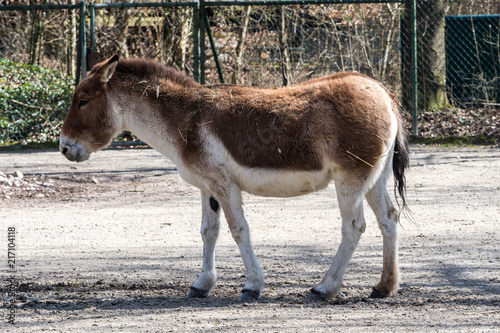 Kiang - Equus kiang - Esel photo