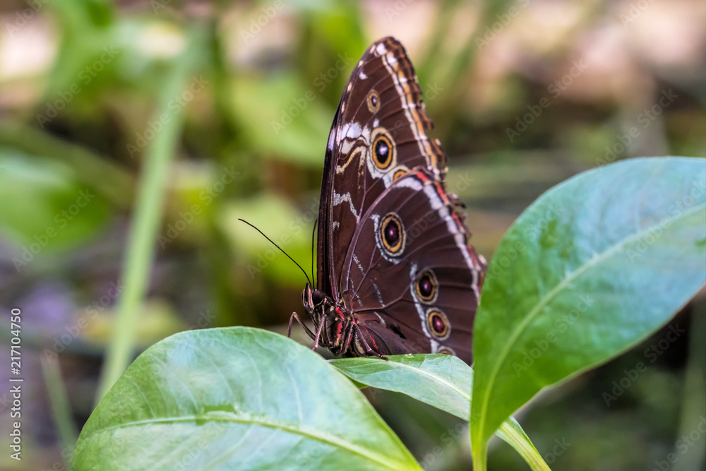 Obraz premium Himmelsfalter - Blauer Morphofalter - Morpho peleides