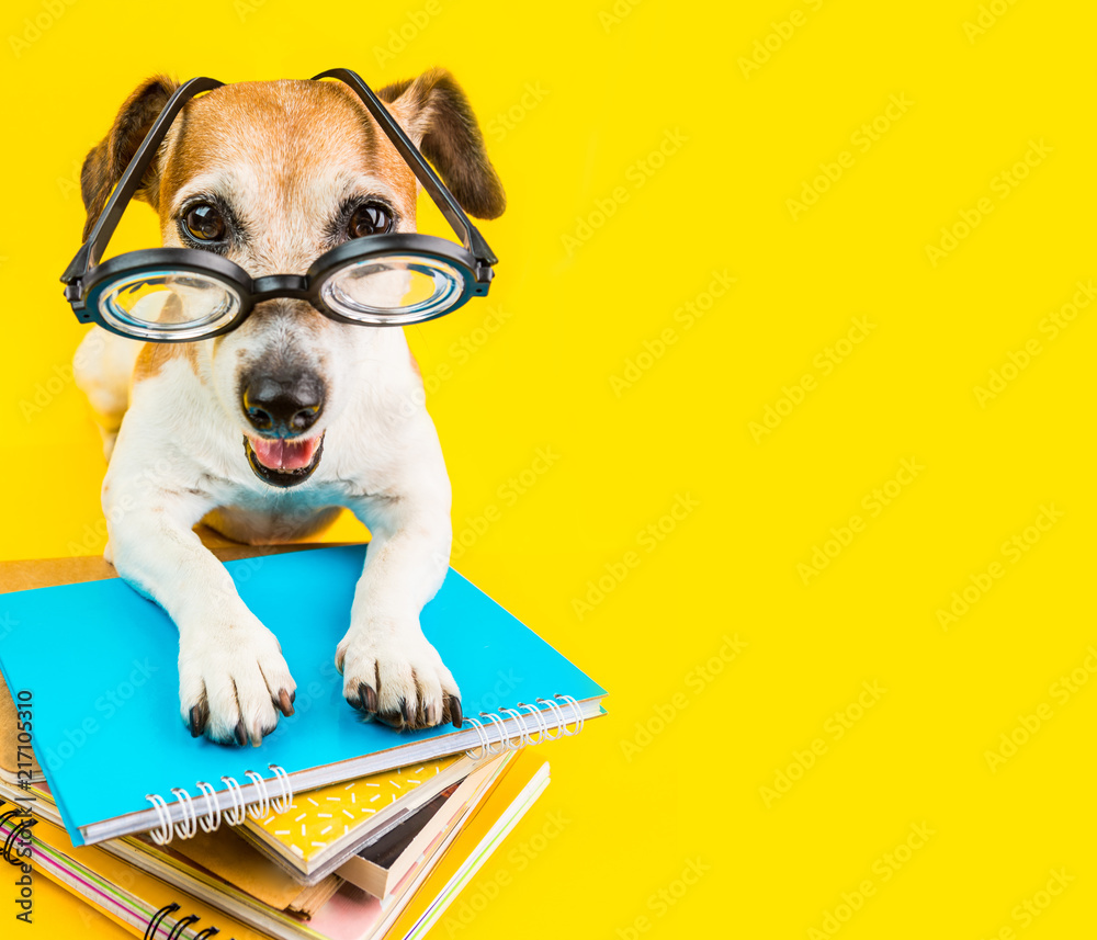 back to schoool small puppy dog on bright yellow background. - obrazy, fototapety, plakaty 