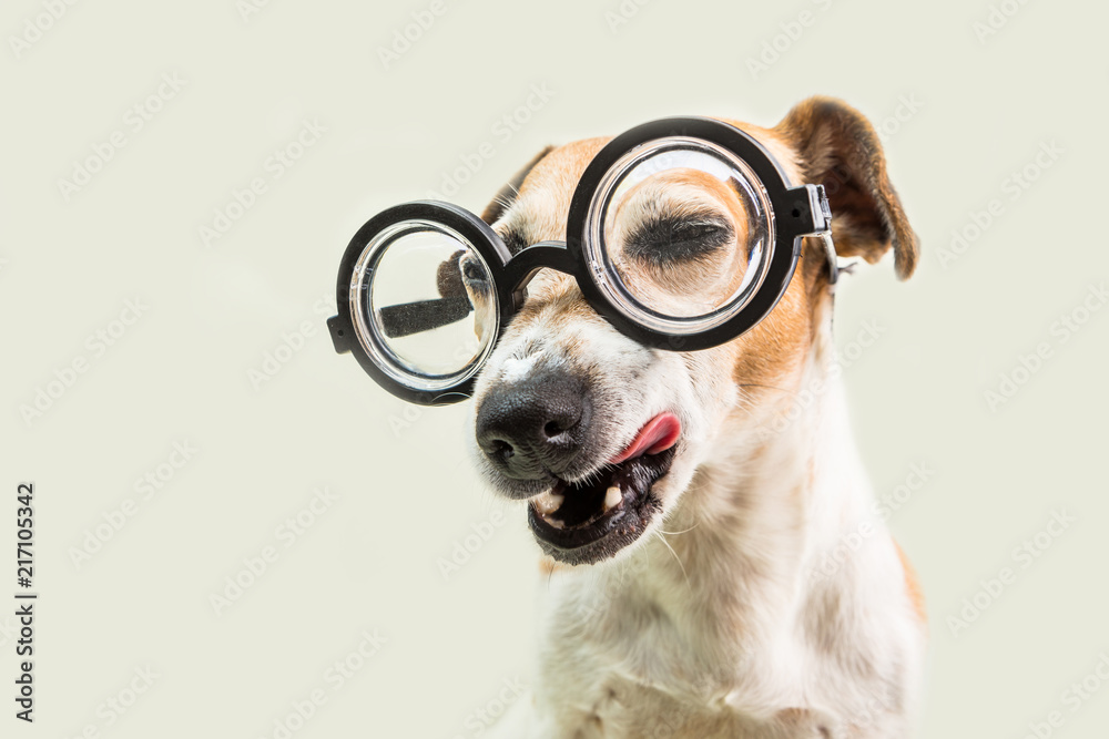 Adorable suspicious slyly winking eye dog in glasses. Fooling around. Back to school funny muzzle dog. Gray background. Licking face