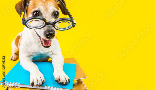 Happy back to school dpg yellow background. Nerd style in glasses. Lovely pet Jack russell terrier