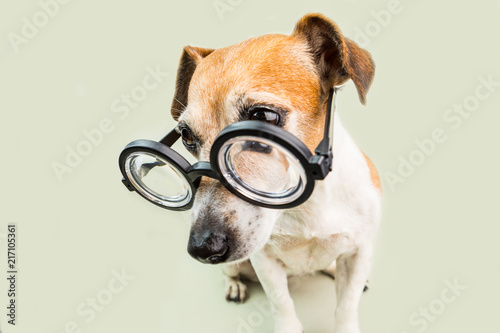Dog Jack Russell terrier in glasses. funny nerd style pup. back to school theme.
