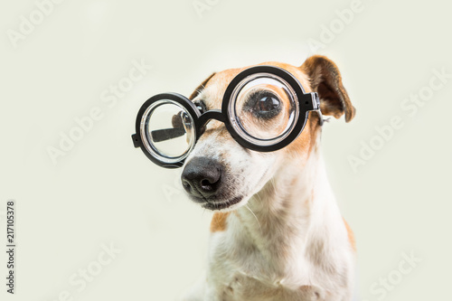 Quadro em tela Adorable smart cute dog jack russell terrier in glasses