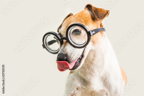 Photography Adorable licking dog Jack Russell terrier in glasses