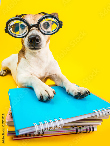 Funny dog in round glasses and books. Yellow background. Back to school theme. Student preperetion to exam study hard
