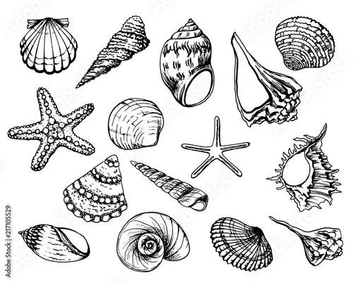 Hand drawn vector illustrations - collection of seashells. Marine set. Perfect for invitations, greeting cards, posters, prints, banners, flyers etc