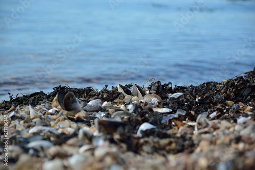 Muschelstrand an der Ostsee © Jonas