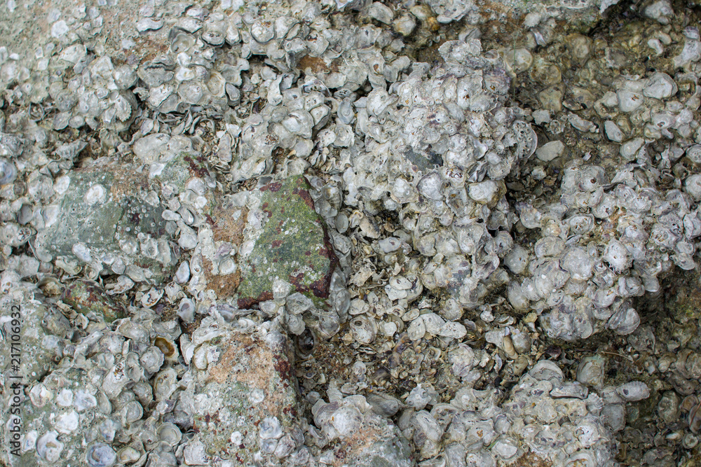 Obraz premium Stone on the coast, texture of the sea stone, shell rock.