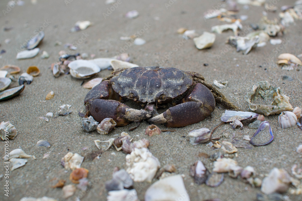 Crab on the Beach.