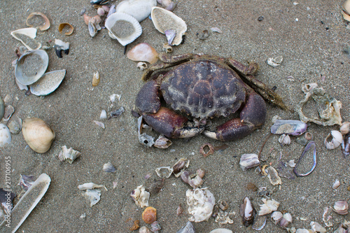 Crab on the Beach.