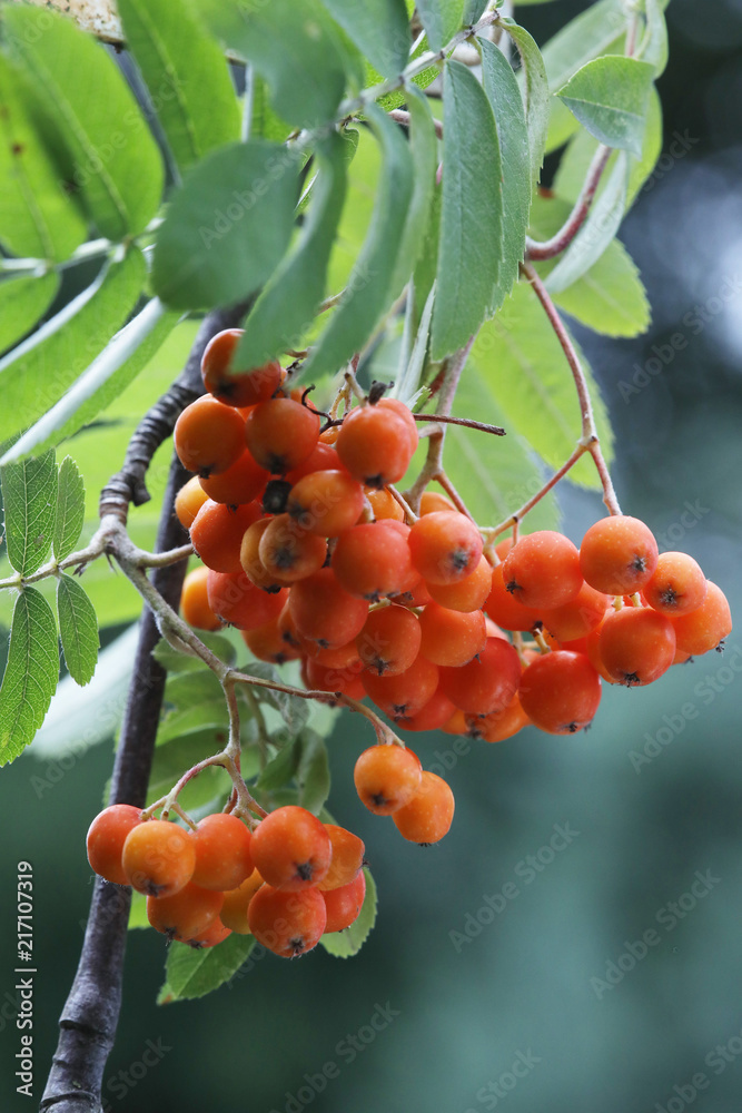 Eberesche oder Vogelbeerbaum (Sorbus aucuparia), rote Früchte Stock ...