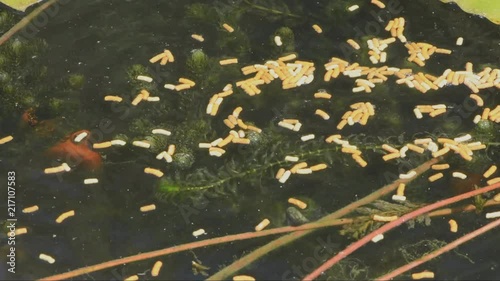Assorted fish frantically feeding on pond pellets