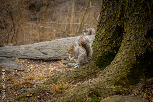 Central Park squirrel