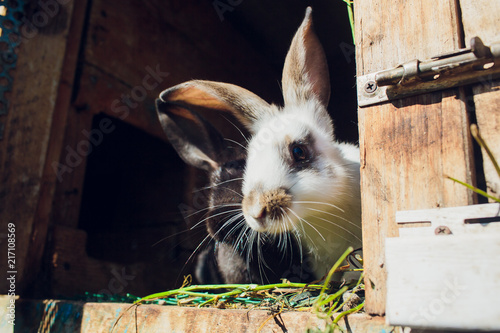 A group young rabbits in the hutch