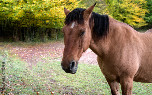 cheval dans la nature
