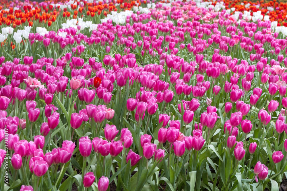 Brightly Tulip Blooming / Brightly Tulip Blooming In The Winter Season. Brightly Tulip Blooming / Brightly Tulip Blooming In The Winter Season.