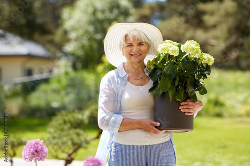 gardening and people concept - happy senior woman holding pot with white hydrangea flowers at summer garden photo