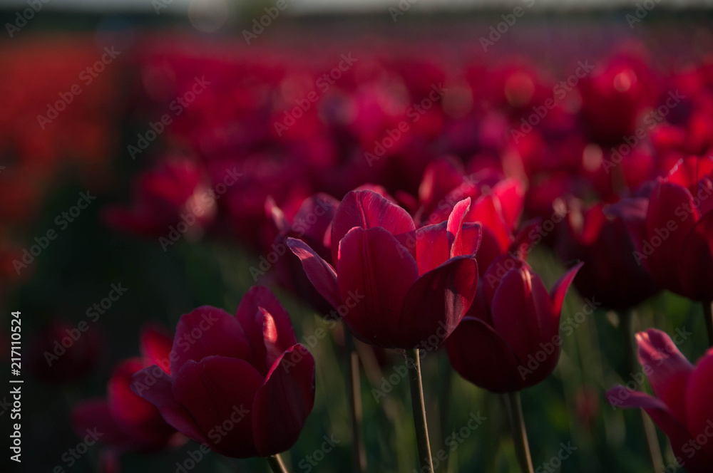 Obraz premium tulipany