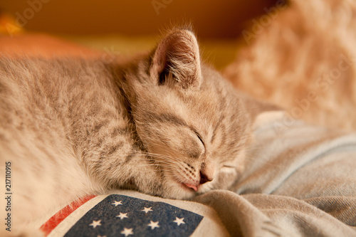 British cat with his tongue out sleeping on an t-shirt with American Flag. Small, cute and tiny kitten in cosy bedroom.