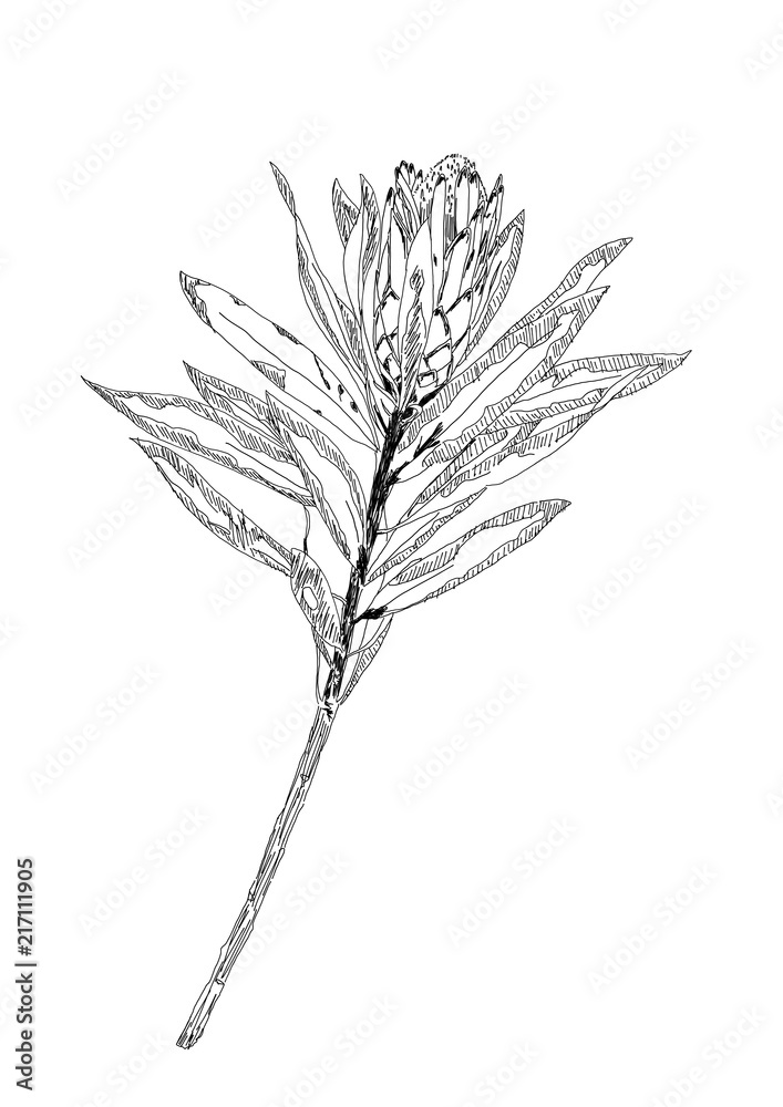 植物 植物