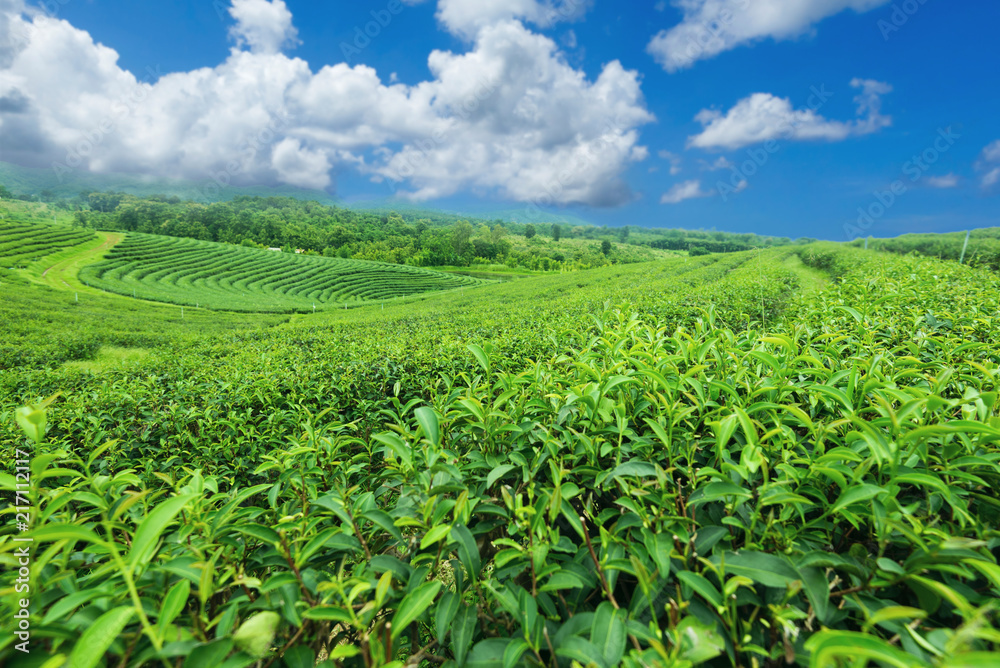 A tea plantation farm in Chiang Rai ,Thailand.