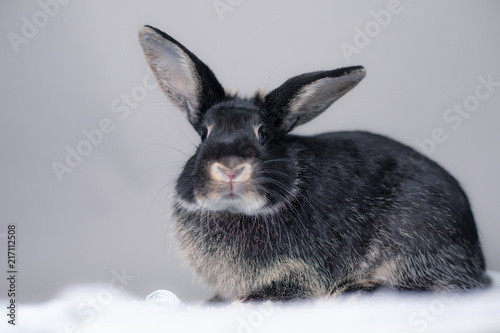 Stunning black bunny rabbit on a grey background. Smart inquisitive face, curious look. photo