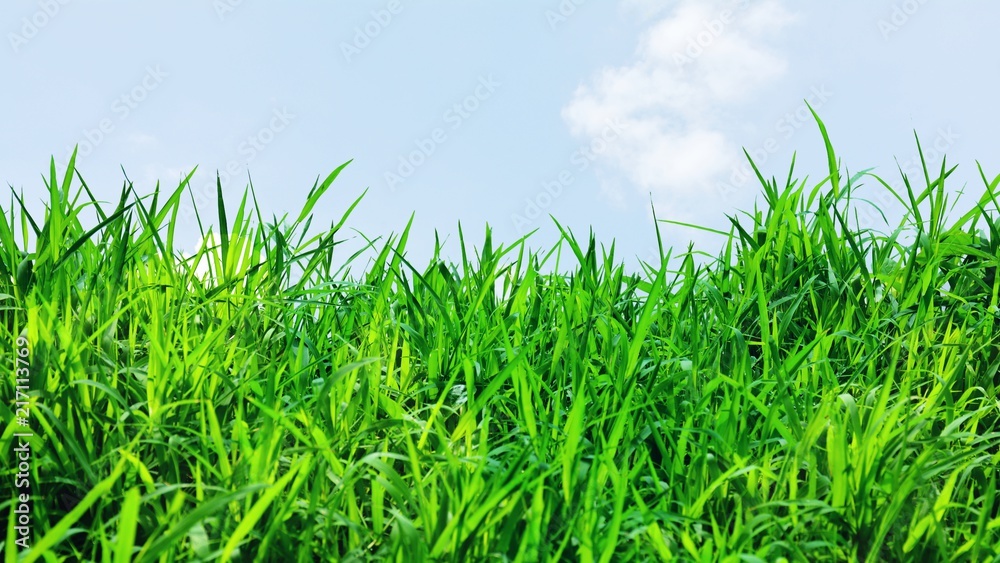 Green grass background texture. Green grass background texture.