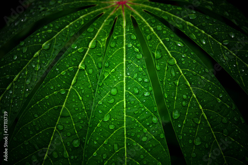 Εκτύπωση καμβά drop water on green cassava leaf wall after raining