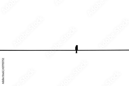 silhouette of alone sparrow on wire isolated on white background