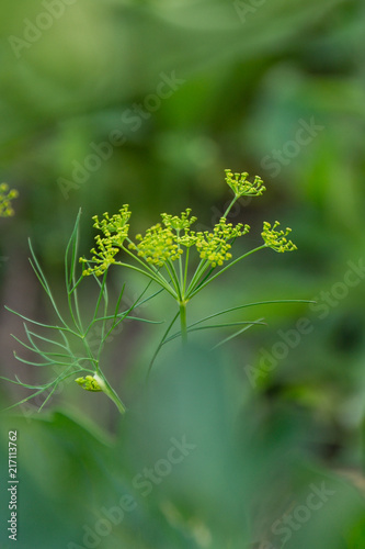Background with dill umbrella close-up. Fragrant dill in the garden in the garden. photo