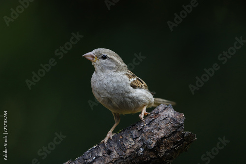 Haussperling (Passer domesticus), Spatz, Hausspatz