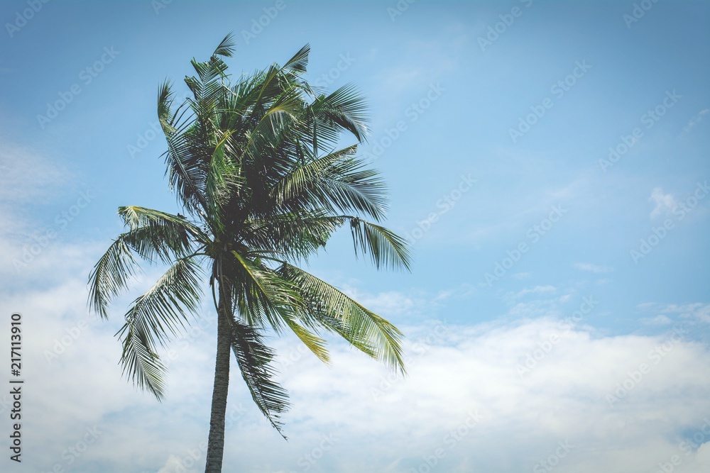 palm coconut tree on the blue sky. - vintage style