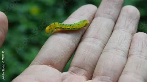 yellow caterpilla creep on young boy hand photo