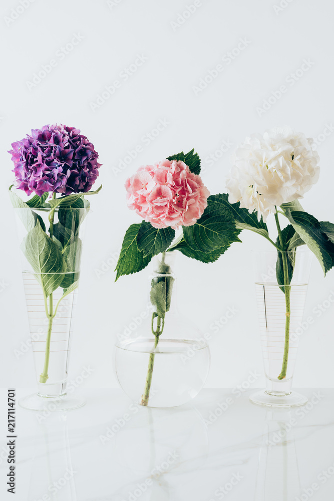 Obraz premium blooming flowers of hydrangea in vases, on white