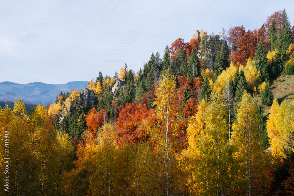 Autumn landscape in a mountain forest