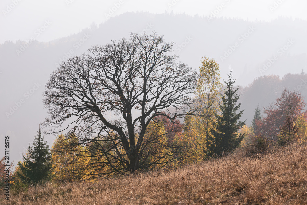 Autumn landscape with a beautiful beech tree Autumn landscape with a beautiful beech tree