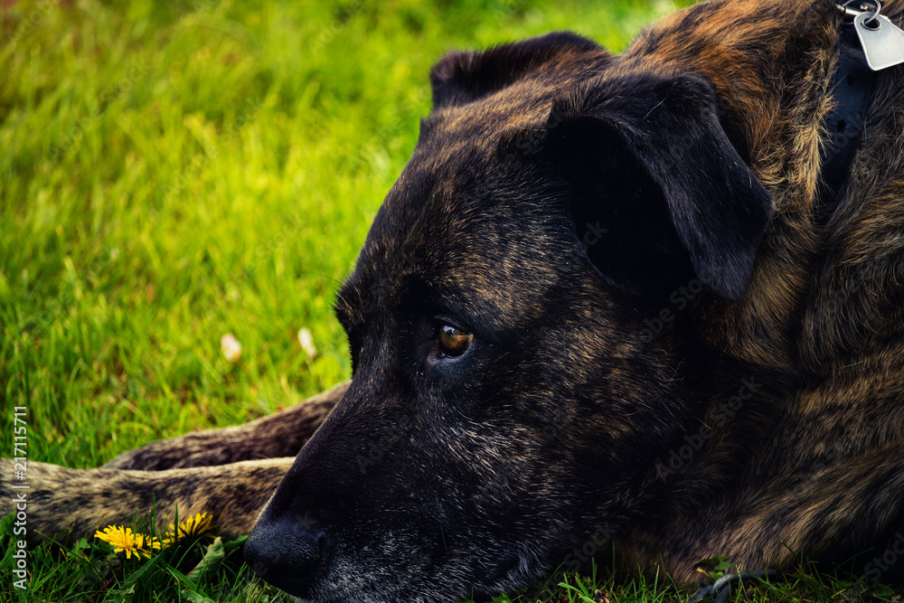 Hund liegend im Gras