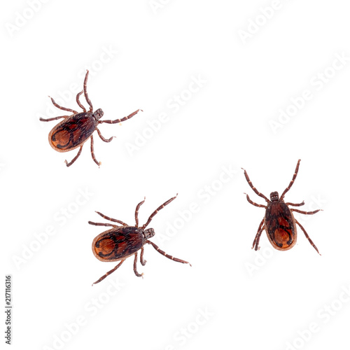 The brown dog tick, Rhipicephalus sanguineus isolated on white background. Dog risk for many conditions including babesiosis, ehrlichiosis, rickettsiosis, and hepatozoonosis.