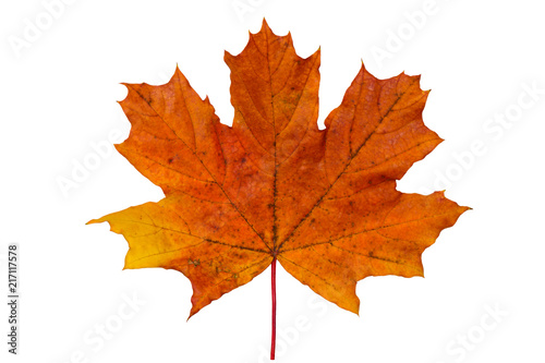 bright red yellow maple leaf on white background