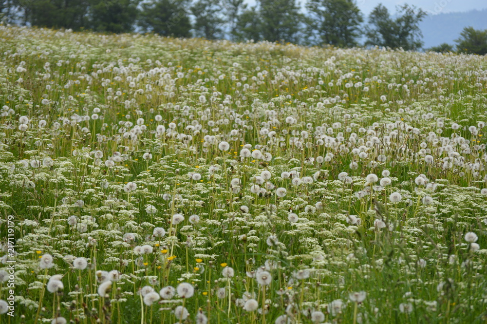 Obraz premium Frühlingswiese