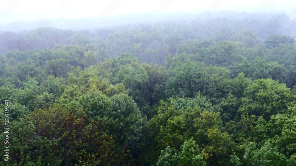 Aerial view of green forest and rain, summer rainy weather, toned Aerial view of green forest and rain, summer rainy weather, toned