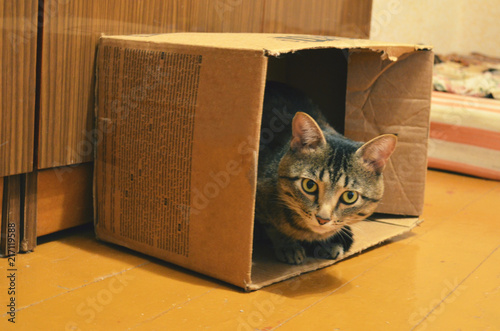 cat sitting in an old cardboard box and looking at the camera