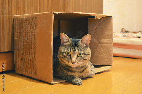 cat sitting in an old cardboard box and looking at the camera