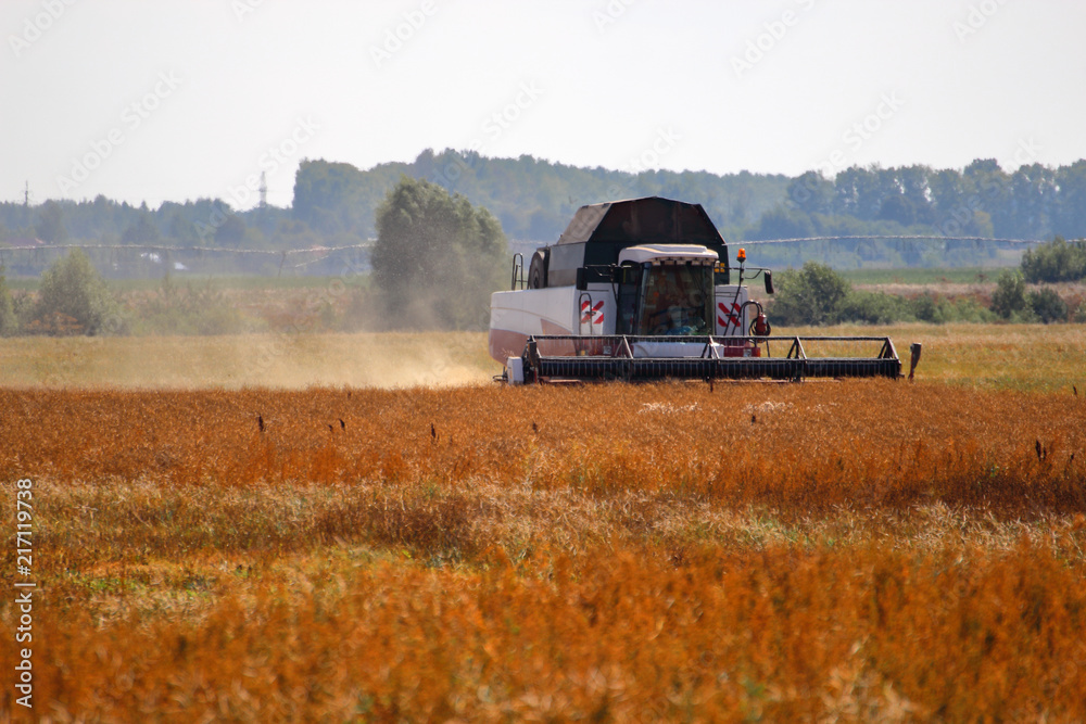 Fototapeta premium The harvesting combine in the hot summer field 