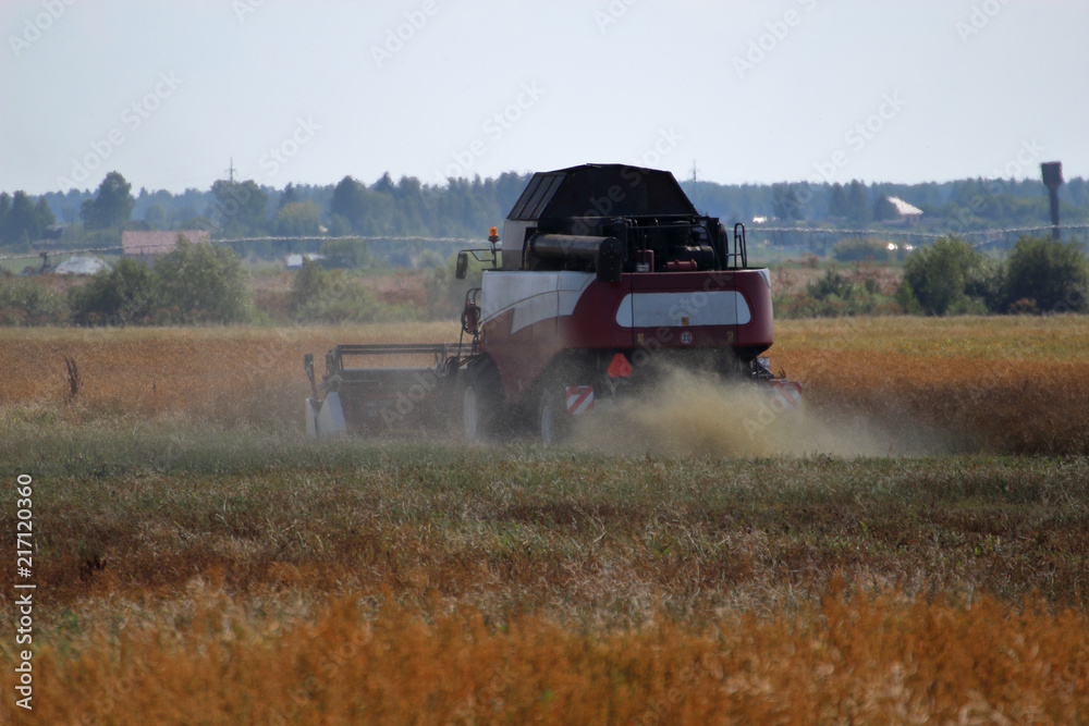 Fototapeta premium The harvesting combine in the hot summer field 
