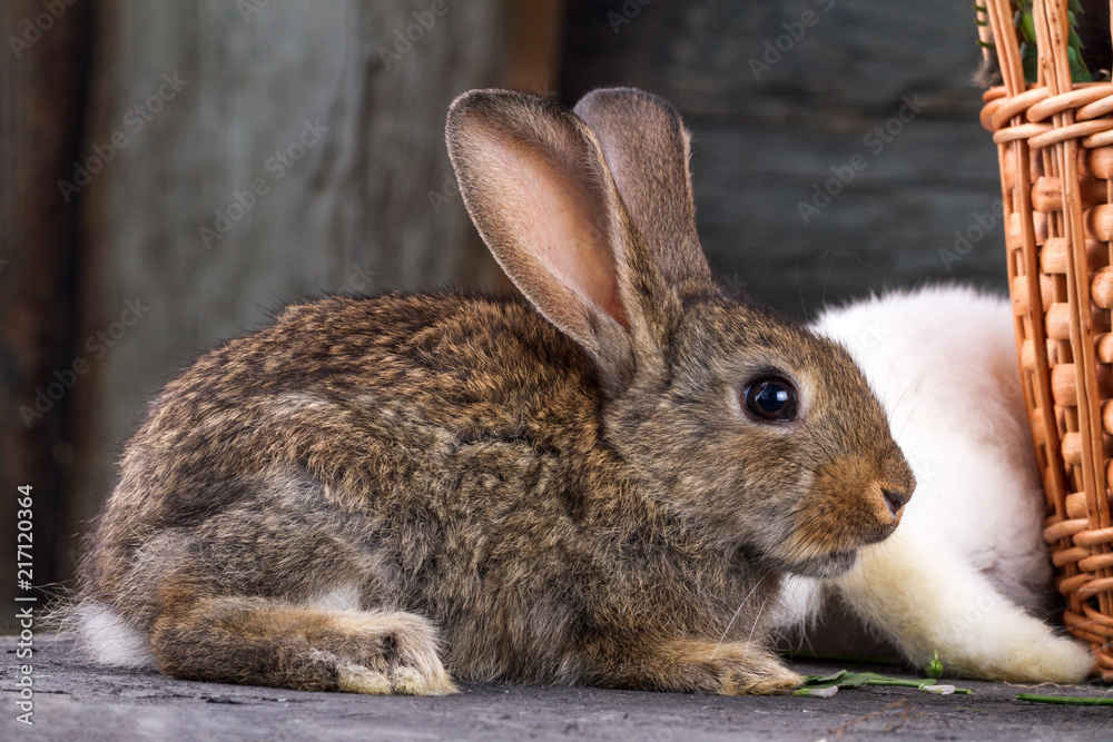 Fototapeta premium White and brown rabbits in a goat on a wooden backgroun