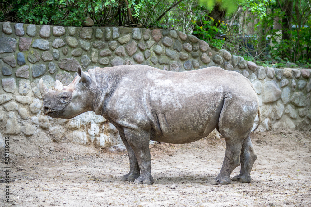 Fototapeta premium Nosorożec w zoo w Berlinie